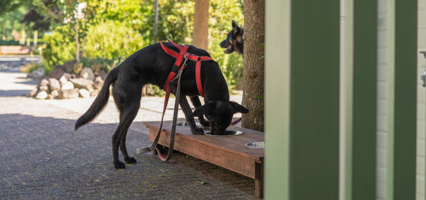 Honden zijn welkom bij Ruimzicht