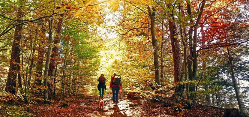Wandelen in het Bergherbos