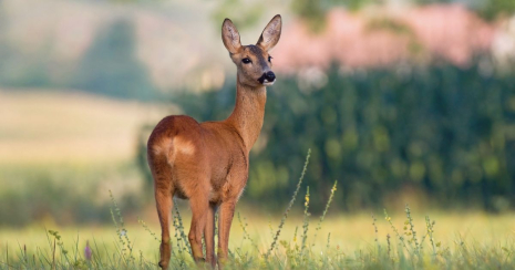 Wild eten in de Achterhoek