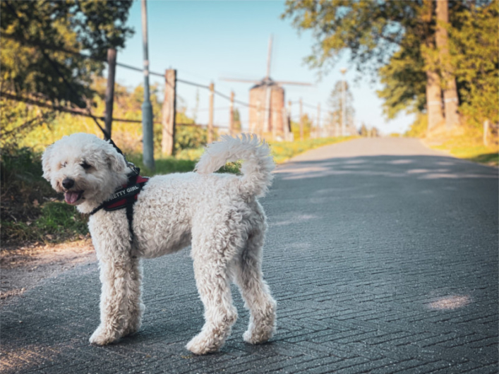 pieterpad-met-hond