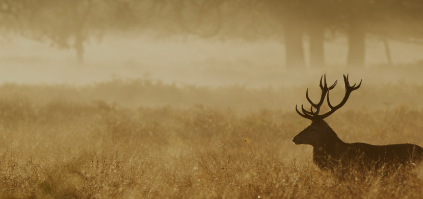 Wildweekend Achterhoek